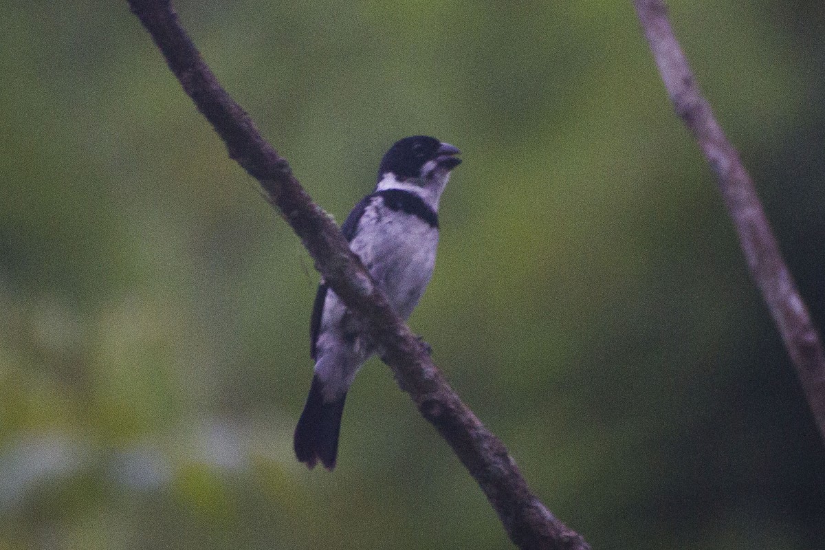 Variable Seedeater - ML33502031