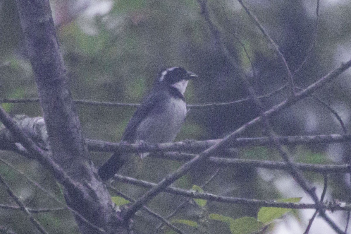 Black-capped Sparrow - ML33502171