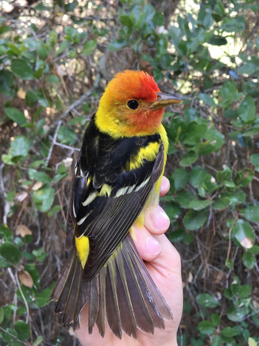 Western Tanager - ML335023411