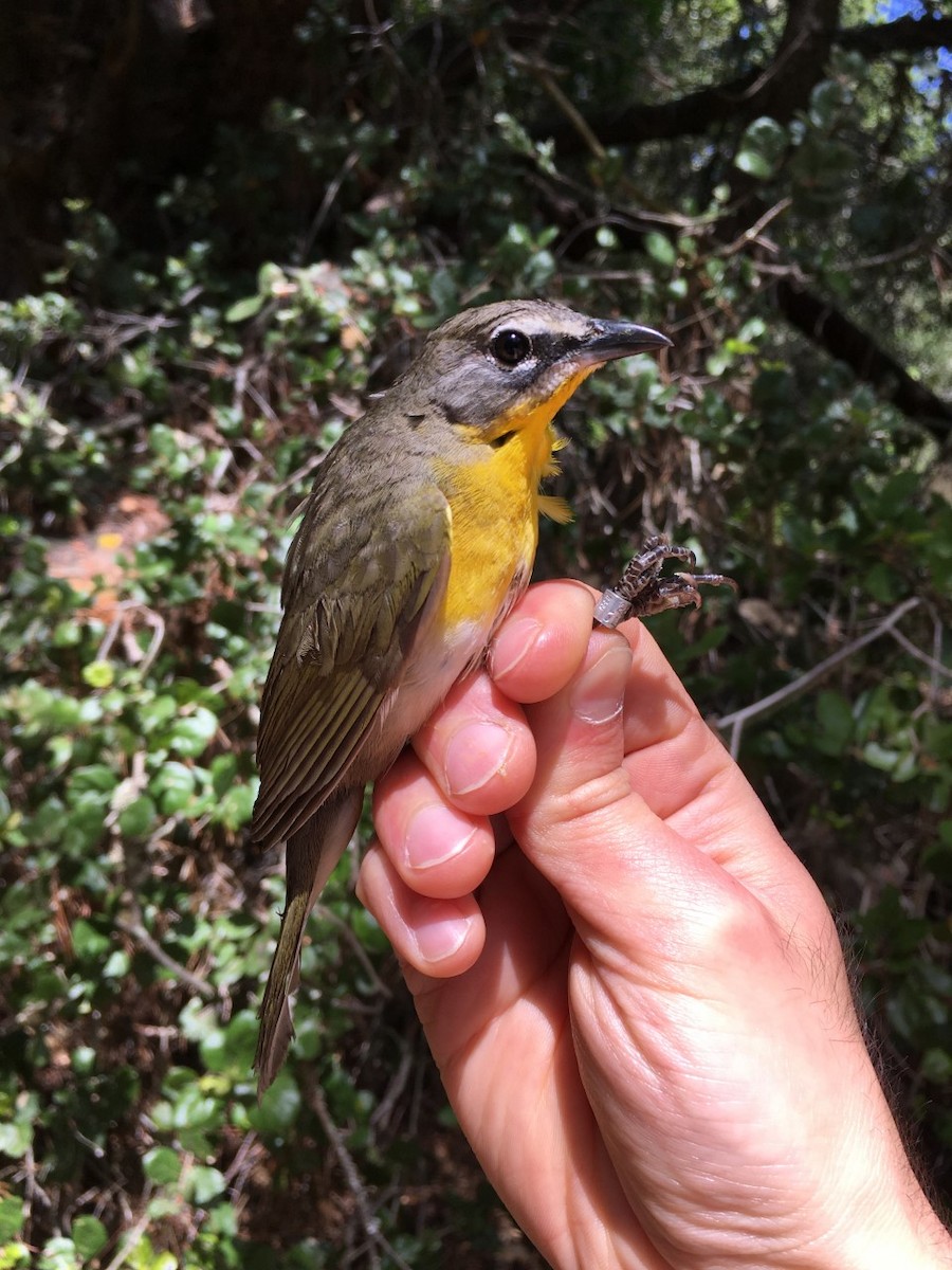 Yellow-breasted Chat - ML335023611