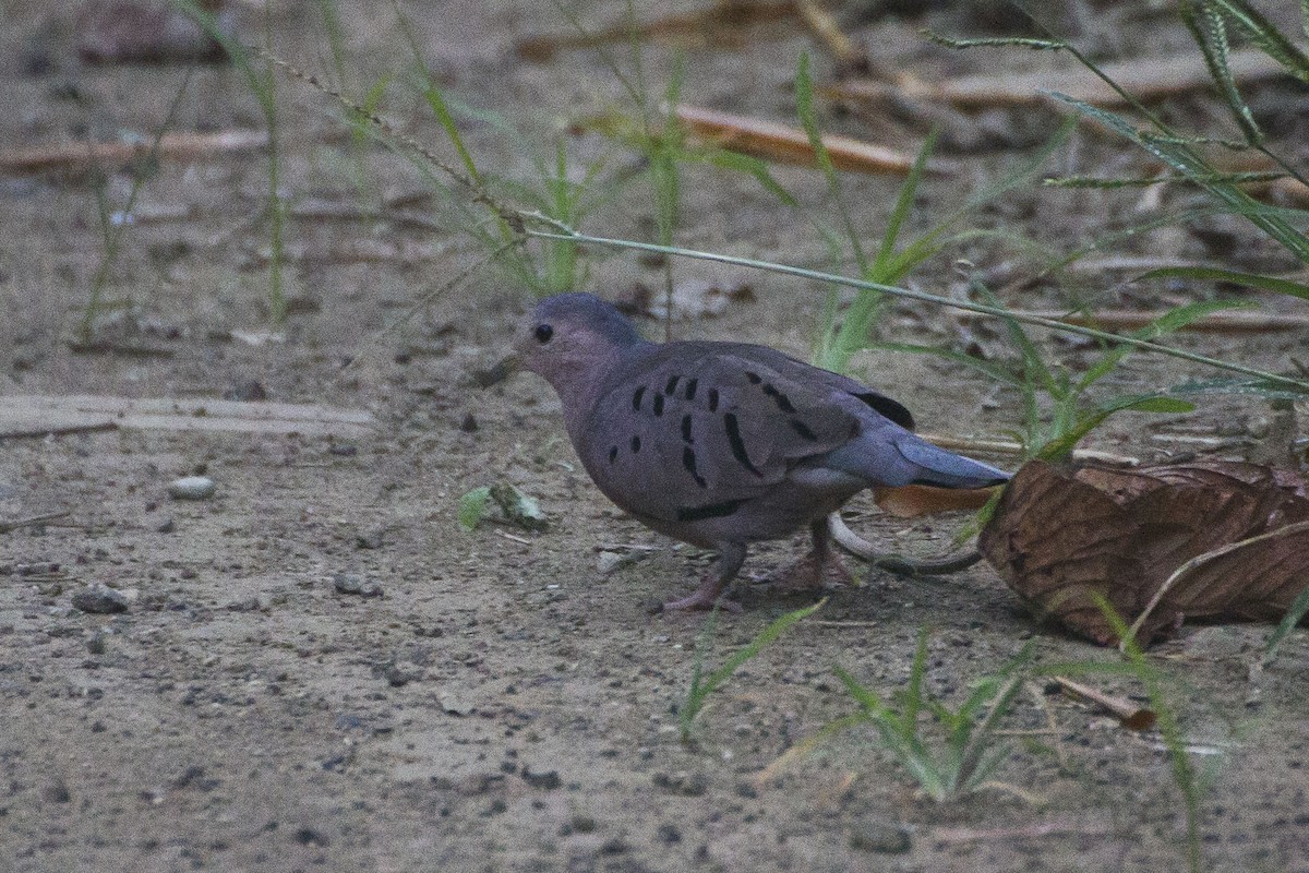 Ecuadorian Ground Dove - ML33502531