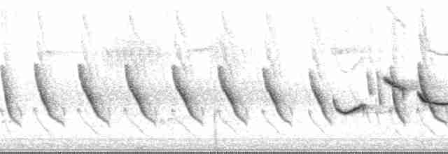 Spot-throated Babbler - ML33503
