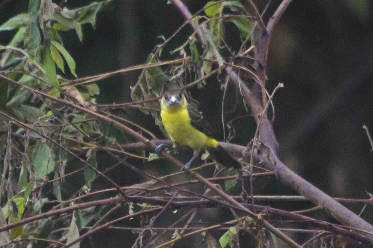 Flame-rumped Tanager (Lemon-rumped) - ML33503221