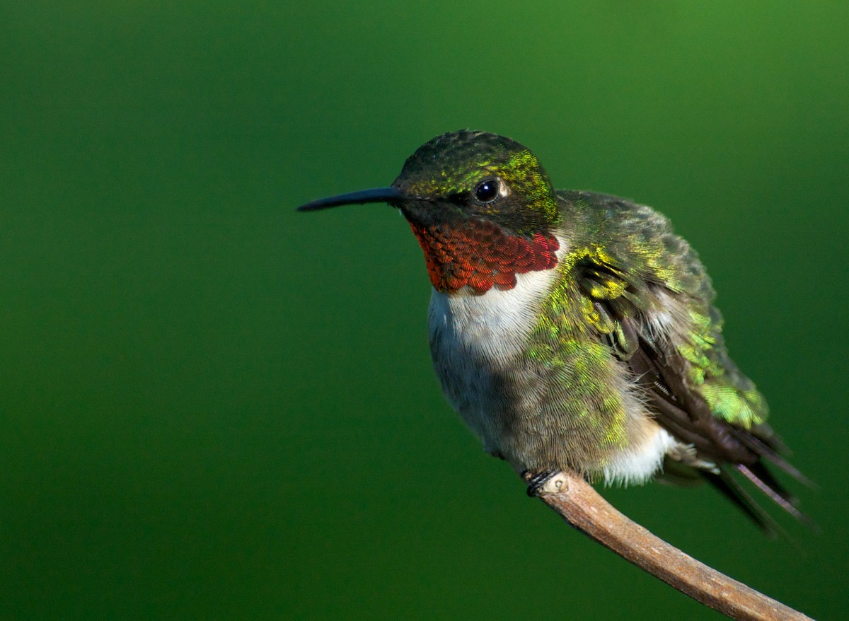 Ruby-throated Hummingbird - Dominique Bérubé