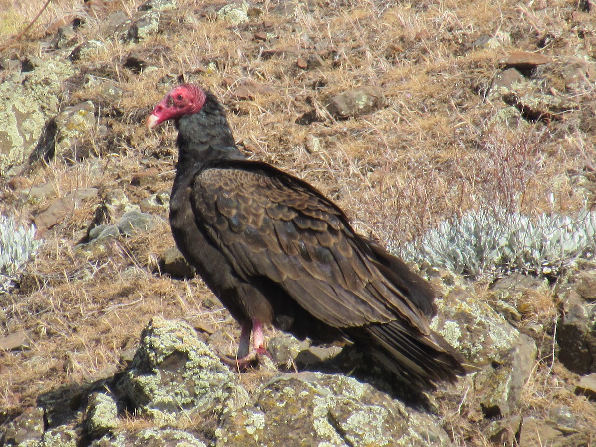 Turkey Vulture - Robert Sallee