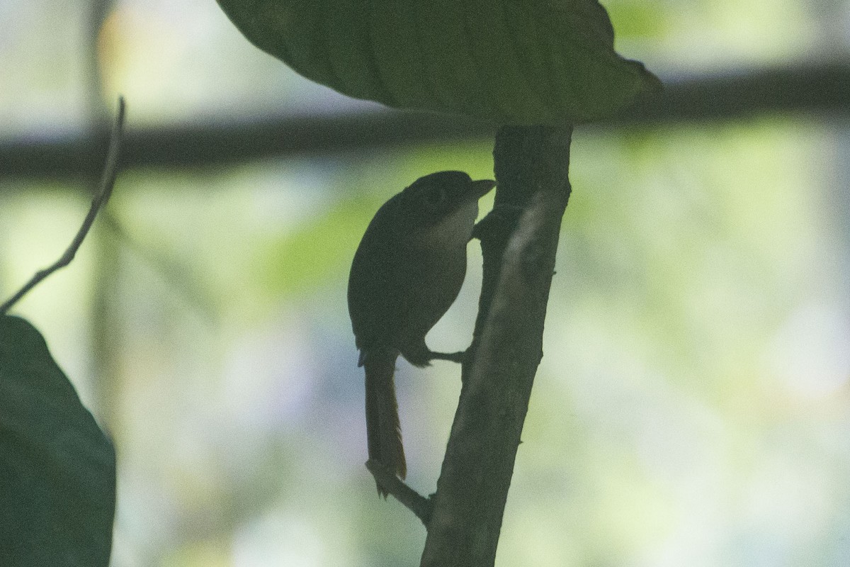 ub. spurvefugl (Passeriformes sp.) - ML33504071