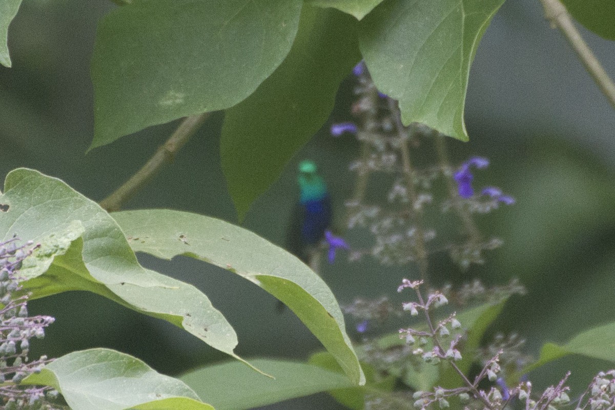 glansdryade (Green-crowned Woodnymph) - ML33504151