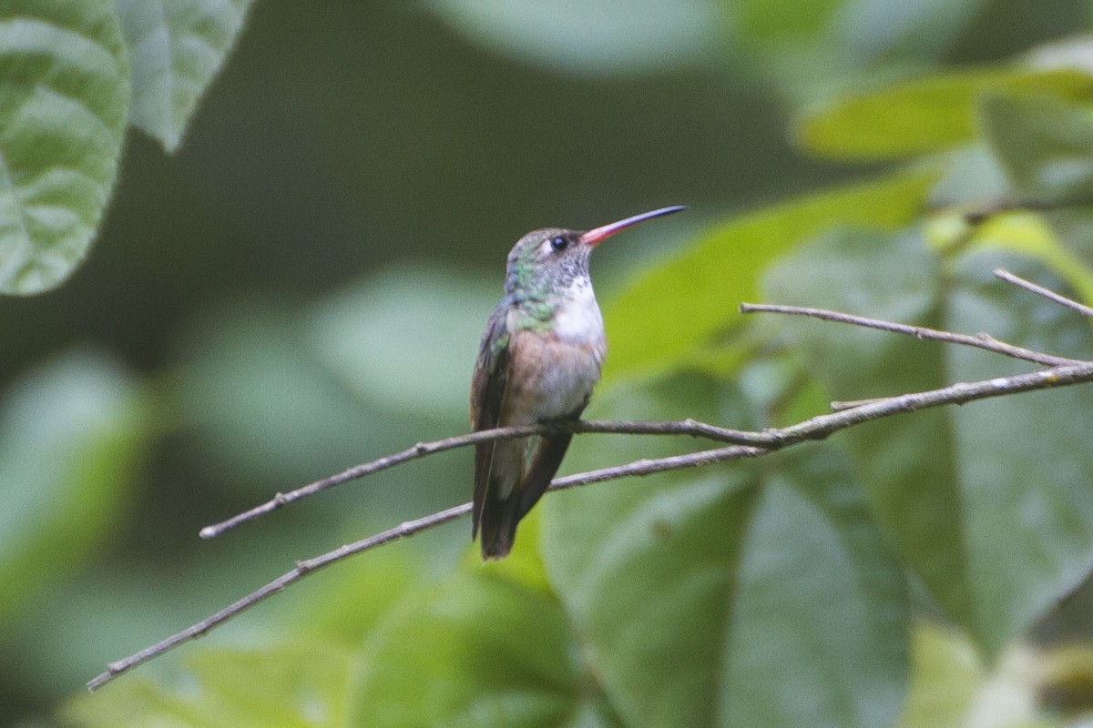 Amazilia Hummingbird - ML33504461