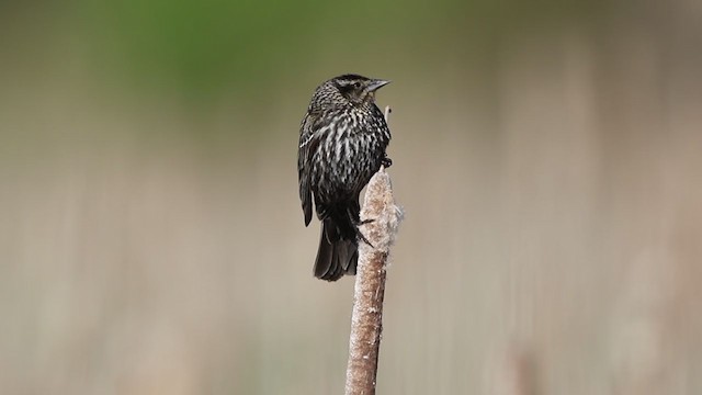 Red-winged Blackbird (Red-winged) - ML335047531