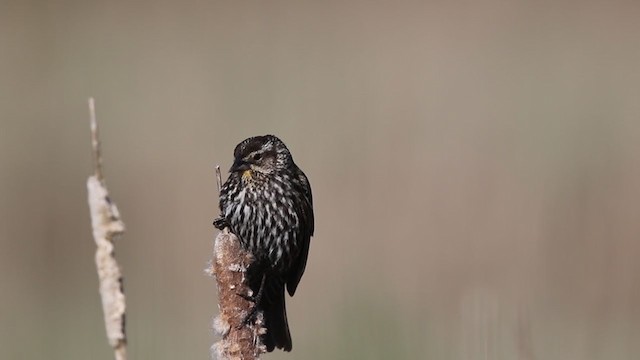 Red-winged Blackbird (Red-winged) - ML335047771