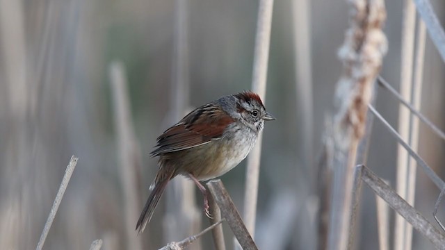 Swamp Sparrow - ML335048111