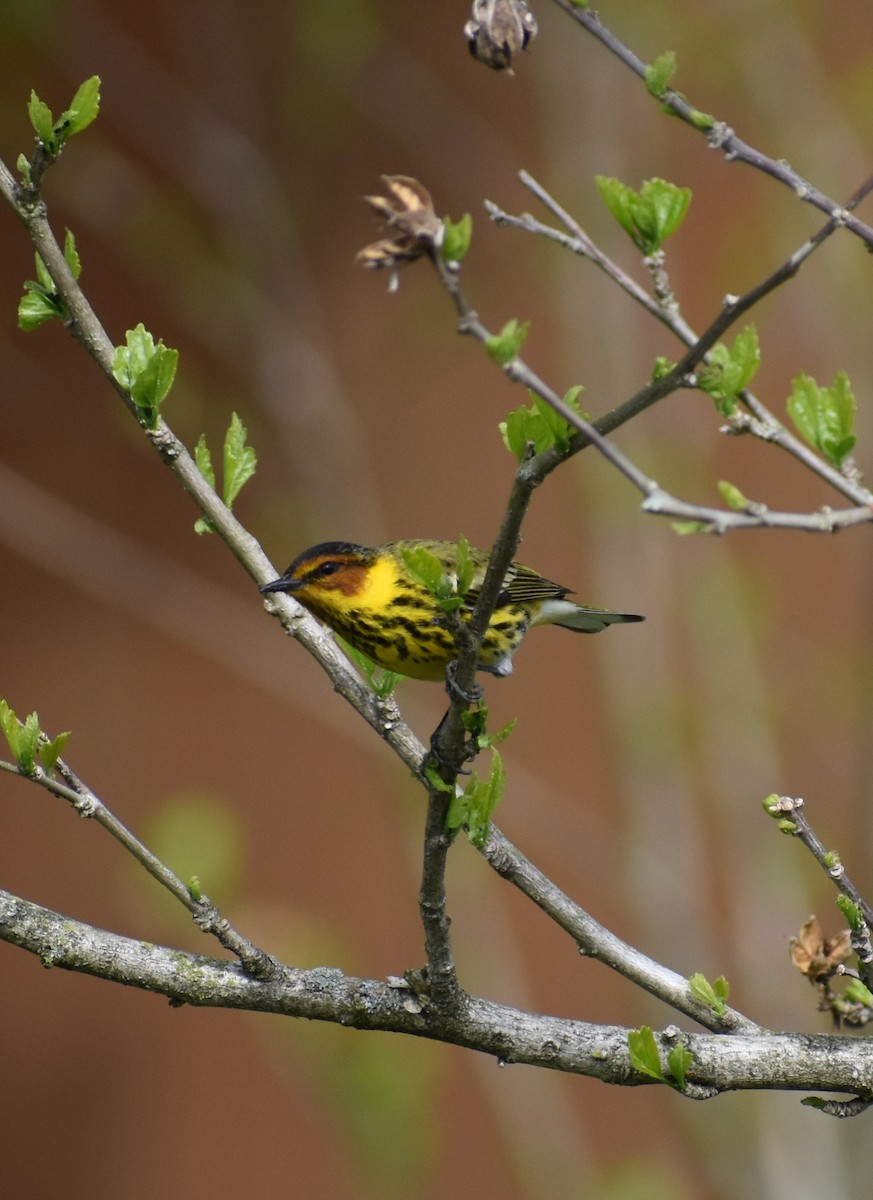 Cape May Warbler - ML335048421