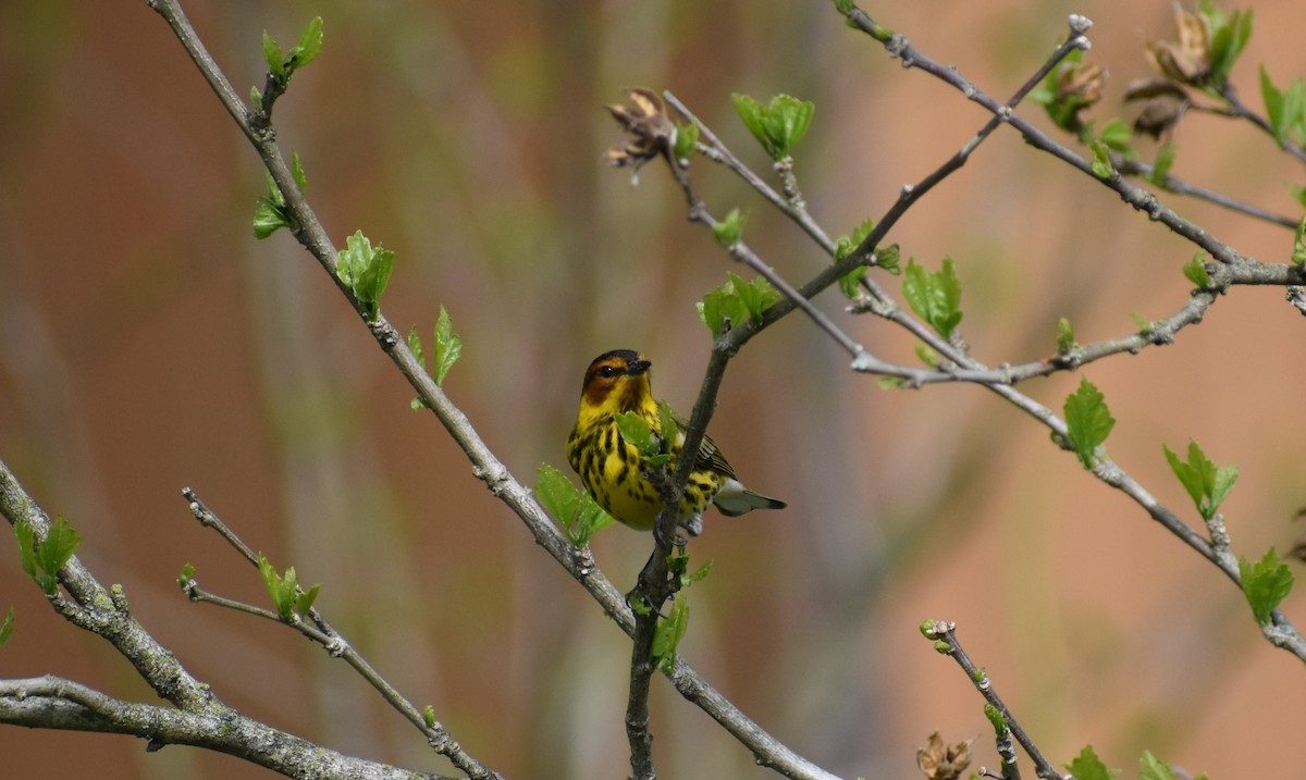 Cape May Warbler - ML335048451