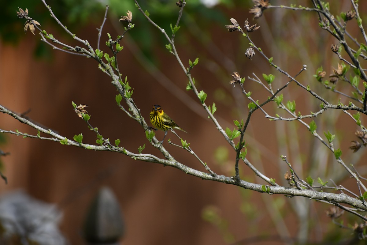 Cape May Warbler - ML335048591