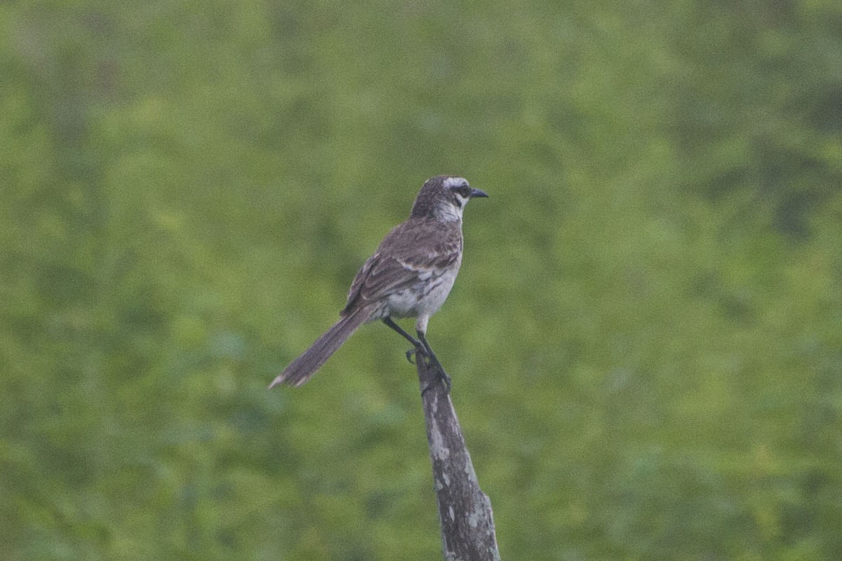 Long-tailed Mockingbird - ML33505051