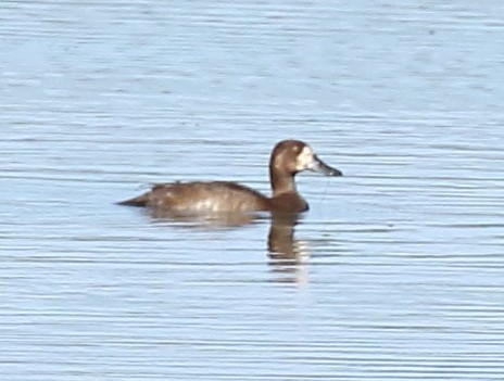 Greater Scaup - Mike Dizonno