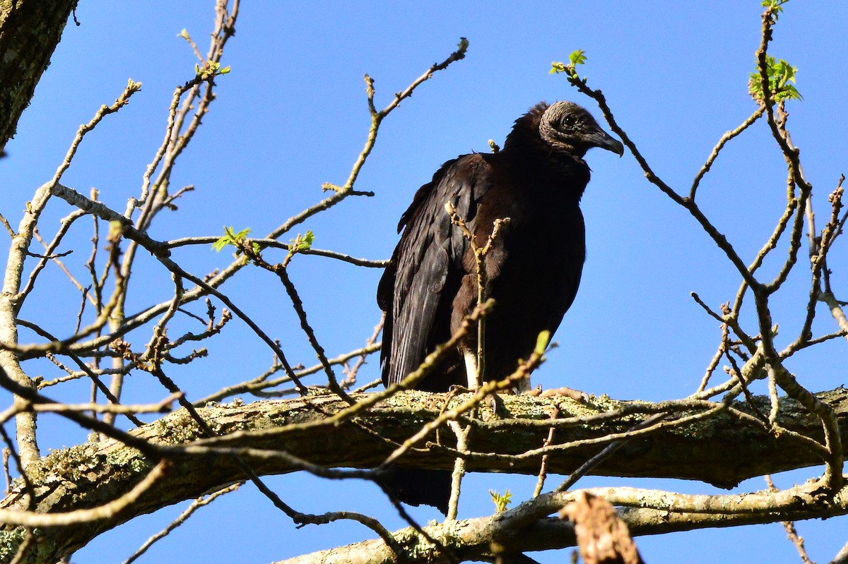 Black Vulture - Bill Elrick