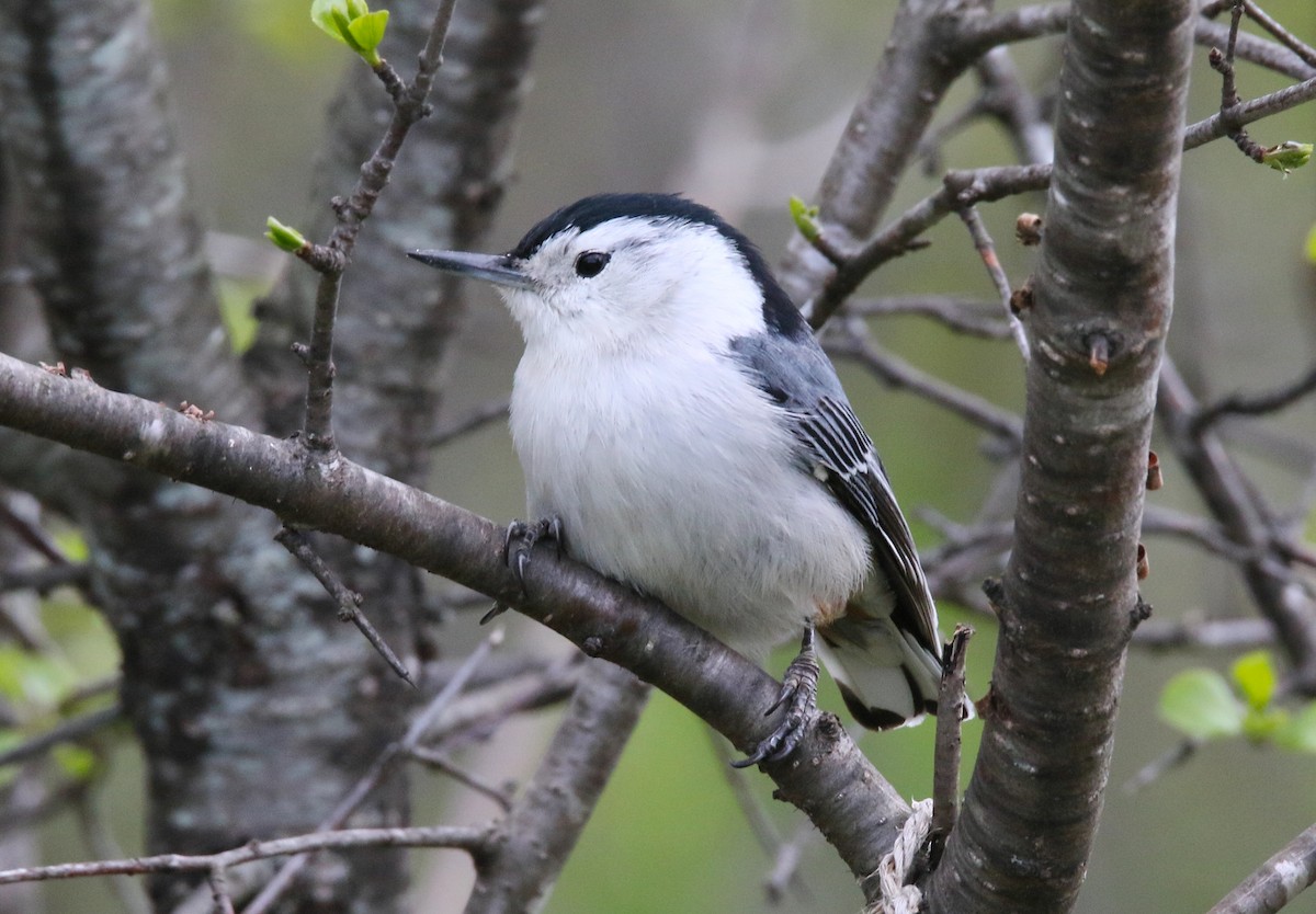 White-breasted Nuthatch - ML335065461