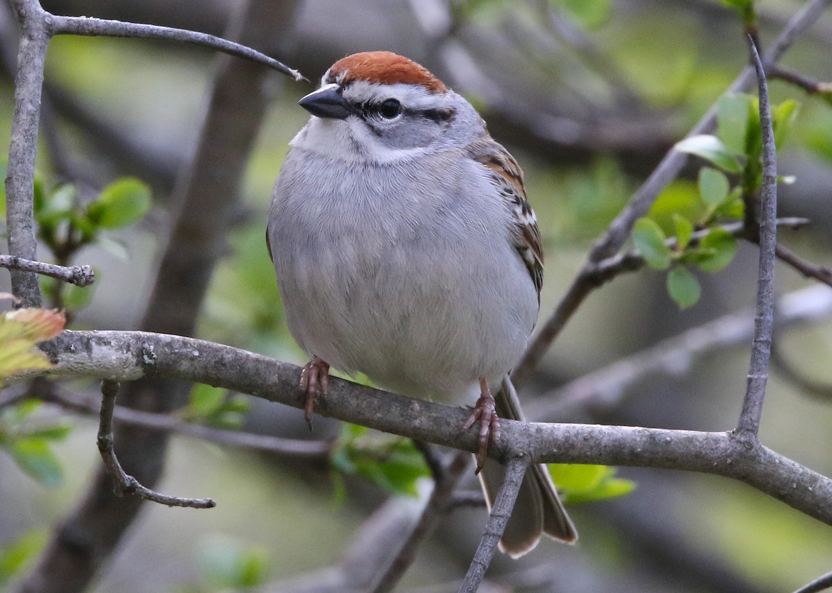 Chipping Sparrow - ML335065541