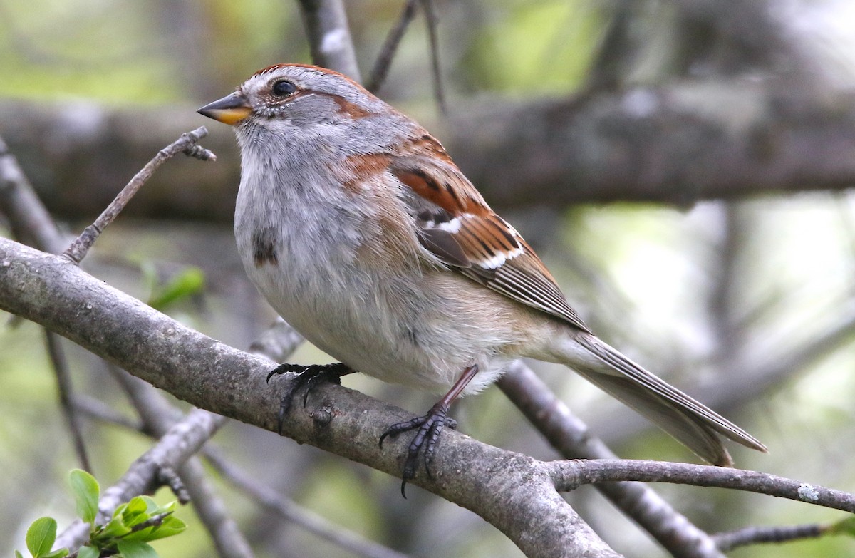 American Tree Sparrow - ML335065711