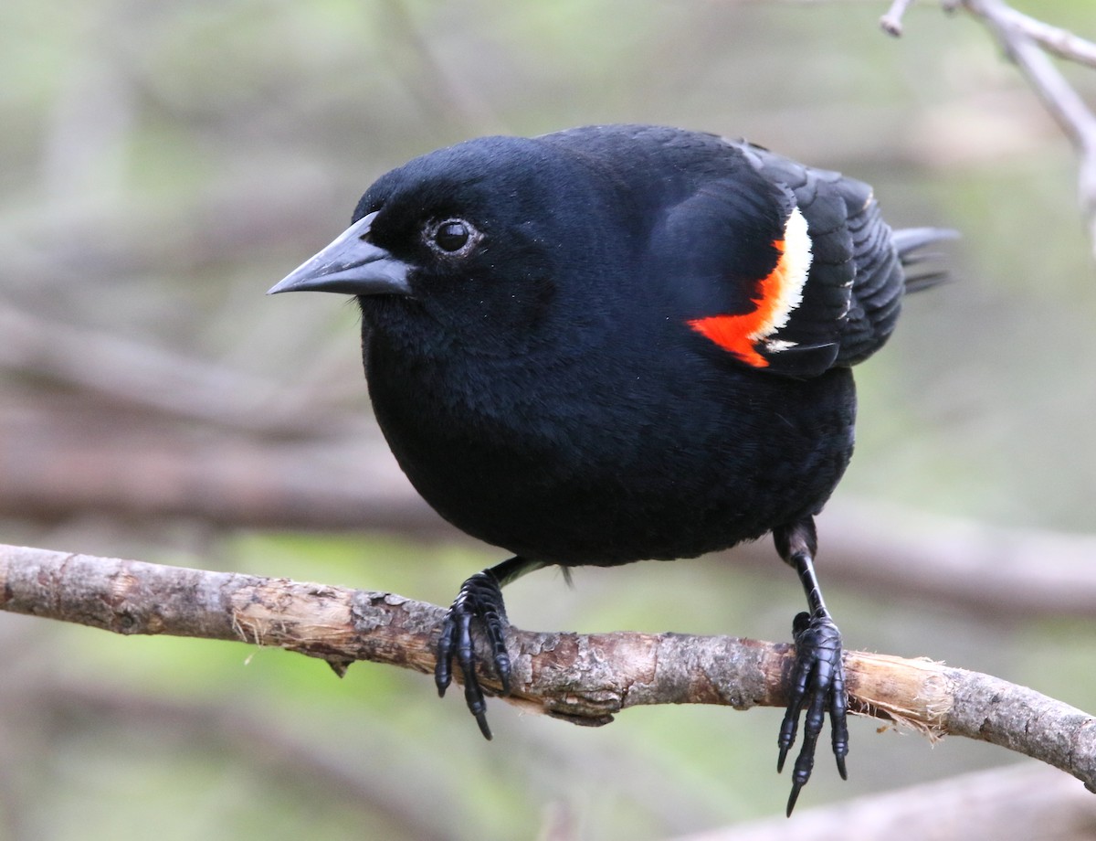 Red-winged Blackbird - Brian Tychie