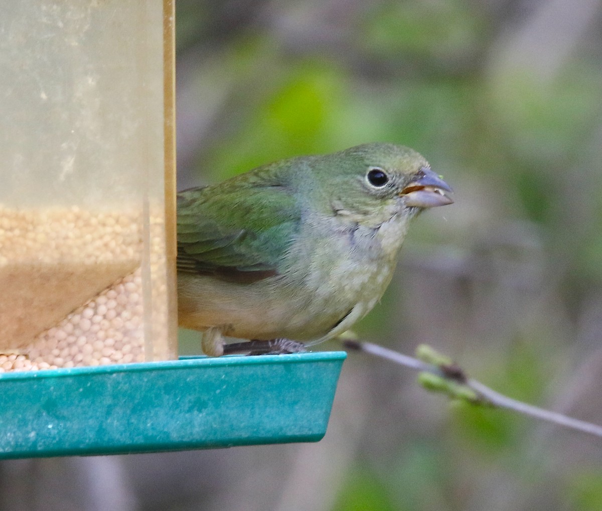 Painted Bunting - ML335065901