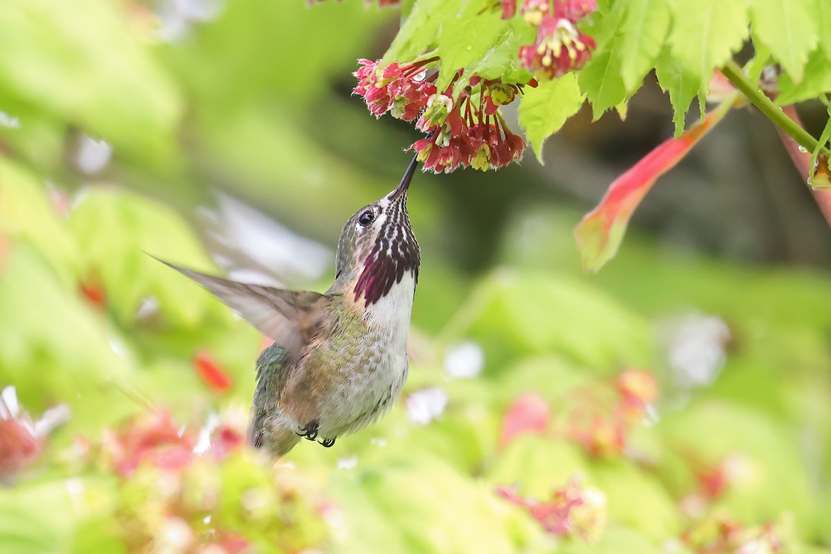 Calliope Hummingbird - Liron Gertsman