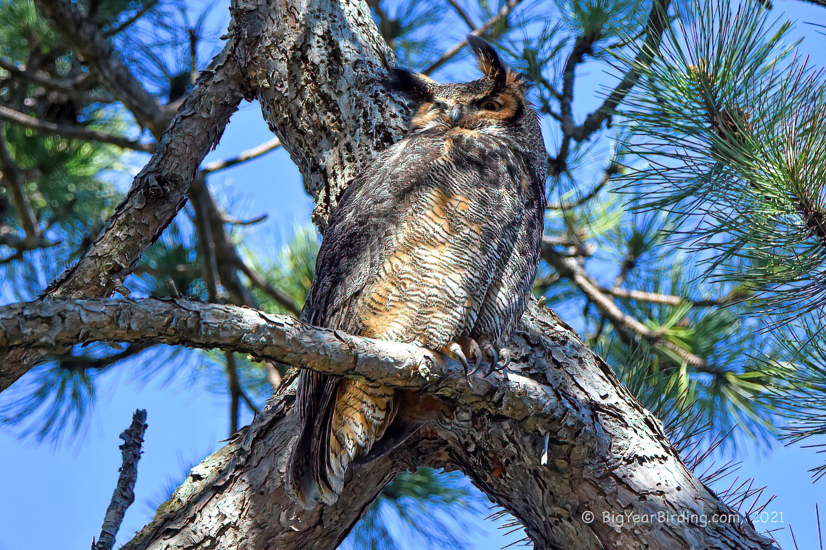 Great Horned Owl - ML335071111