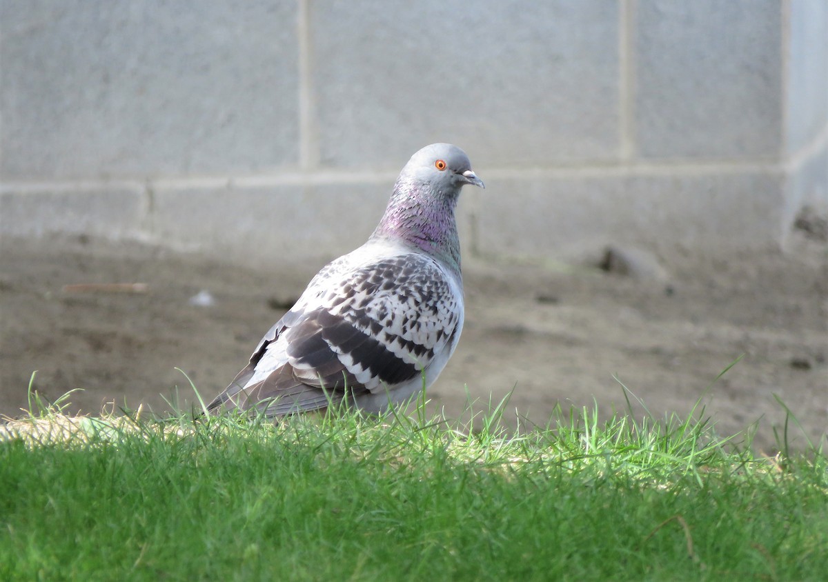 Rock Pigeon (Feral Pigeon) - ML335071411