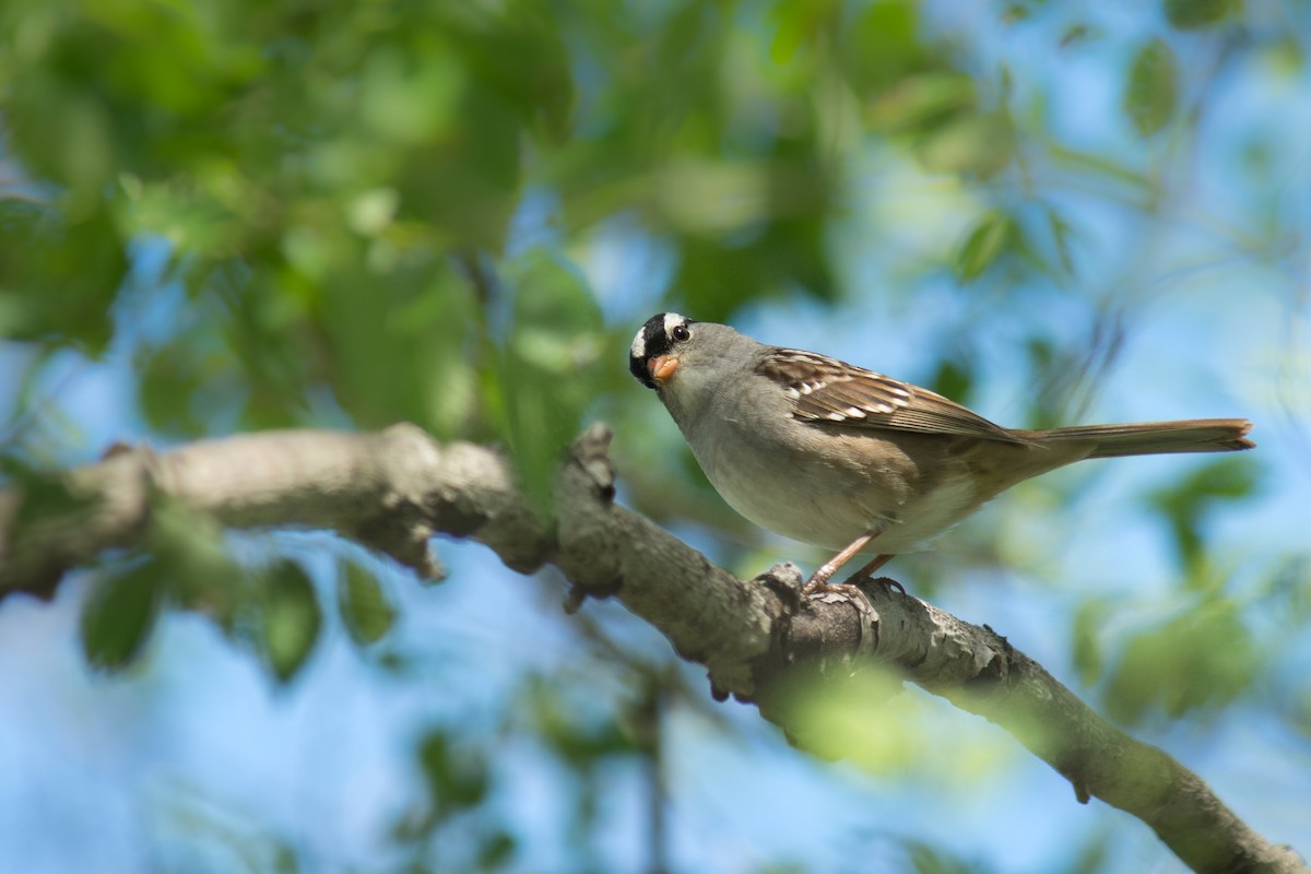 White-crowned Sparrow - Nico Sarbanes