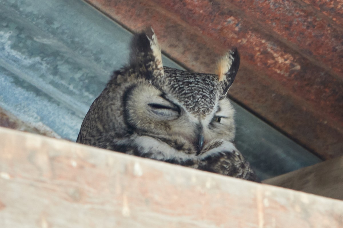 Great Horned Owl - ML335078501