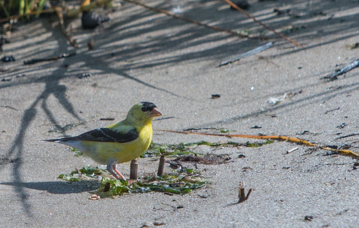 American Goldfinch - Susan Youngs
