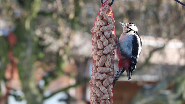 Great Spotted Woodpecker - ML335080311