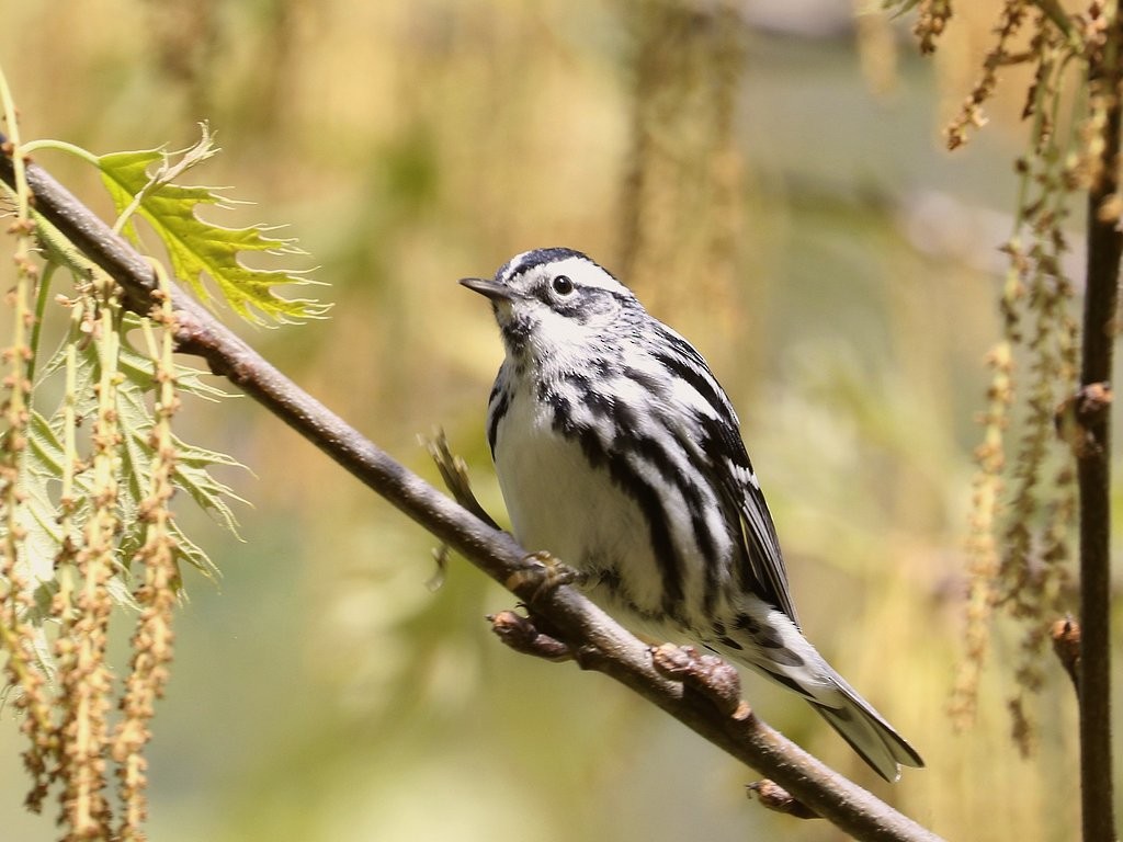 Black-and-white Warbler - ML335080471