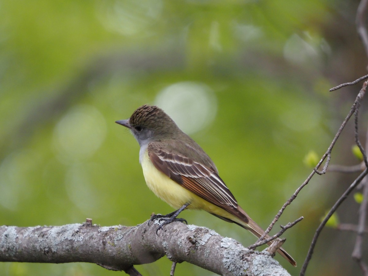 Great Crested Flycatcher - ML335087381