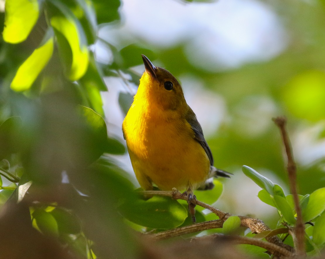 Prothonotary Warbler - ML335092651
