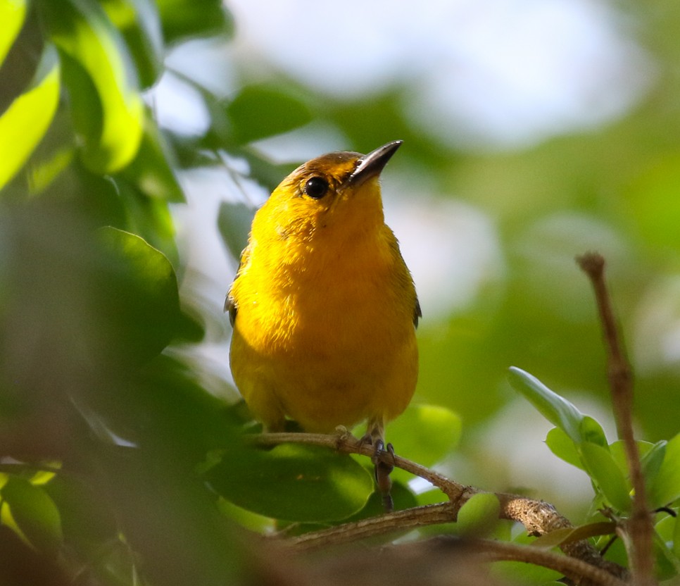 Prothonotary Warbler - ML335092661