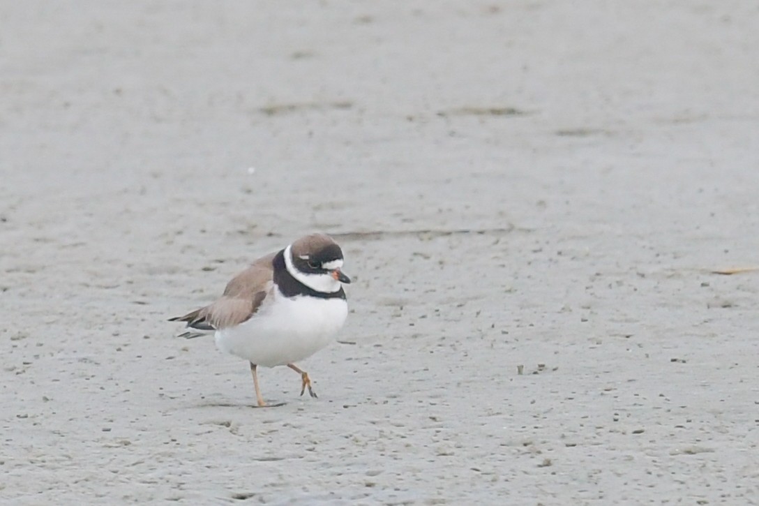 Semipalmated Plover - ML33509321