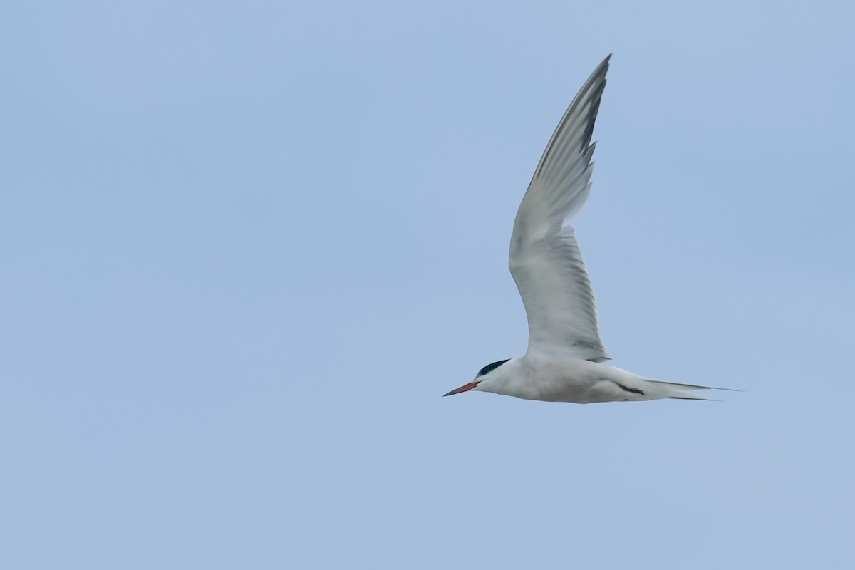 Common Tern - Mike Stewart