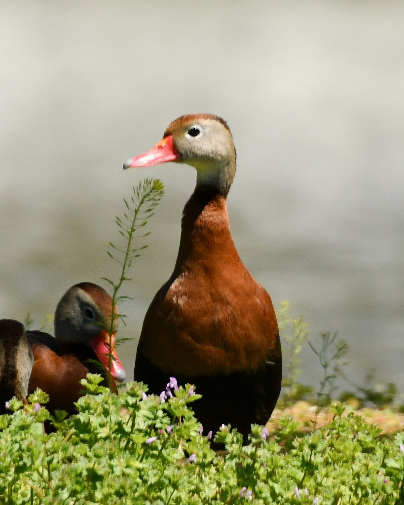 Black-bellied Whistling-Duck - Justin Rice