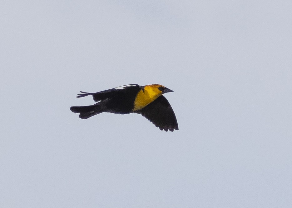 Yellow-headed Blackbird - ML335102081