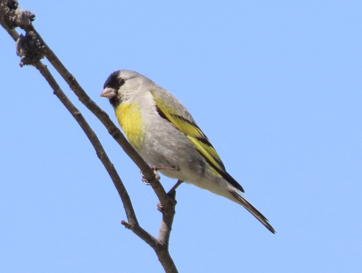 Lawrence's Goldfinch - ML335105311