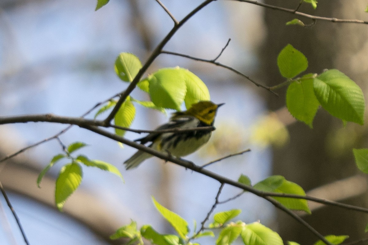 Black-throated Green Warbler - ML335106581