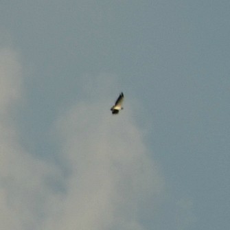 White-tailed Hawk - Nina Rach