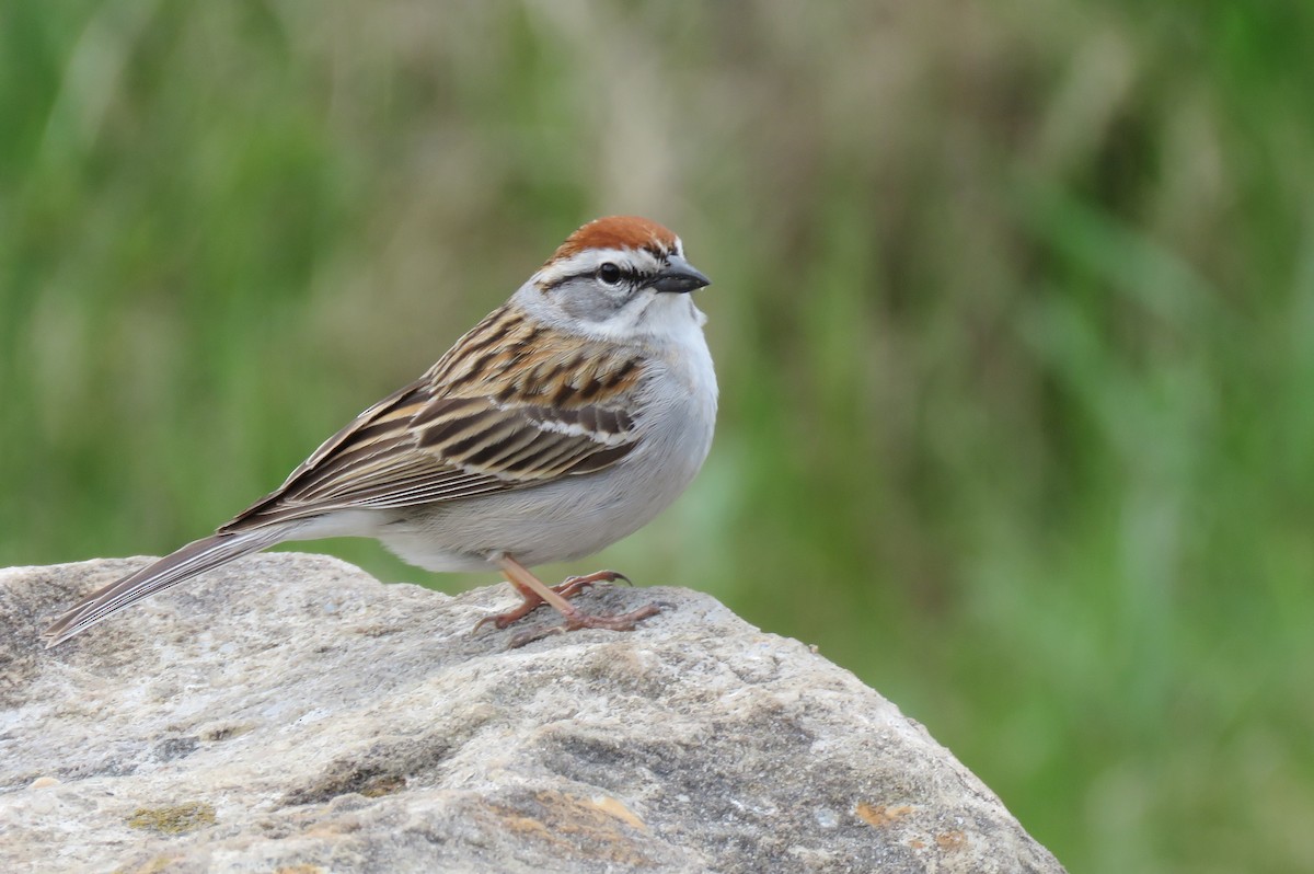 Chipping Sparrow - ML335116111