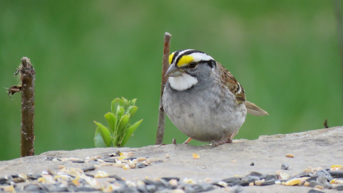 White-throated Sparrow - ML335116571