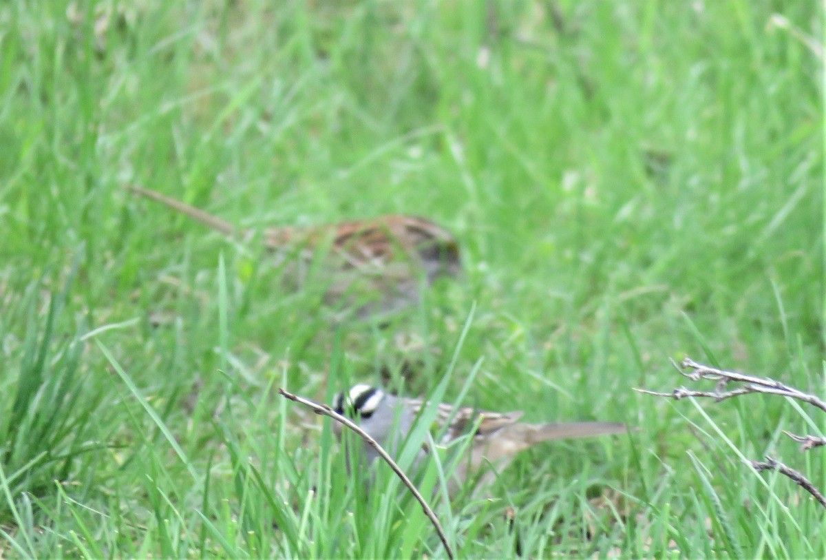White-crowned Sparrow - ML335116771
