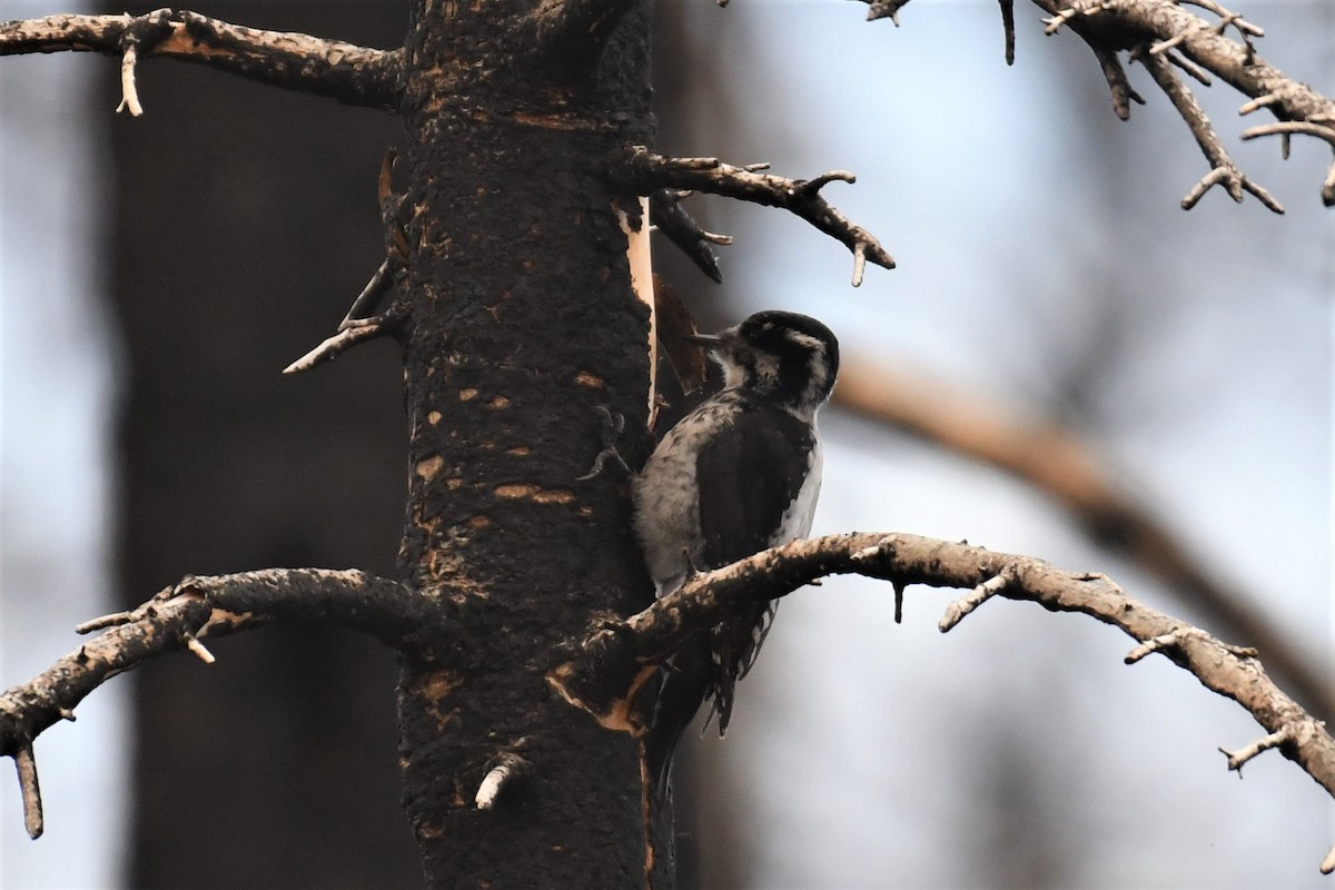American Three-toed Woodpecker (Rocky Mts.) - Walter Wehtje