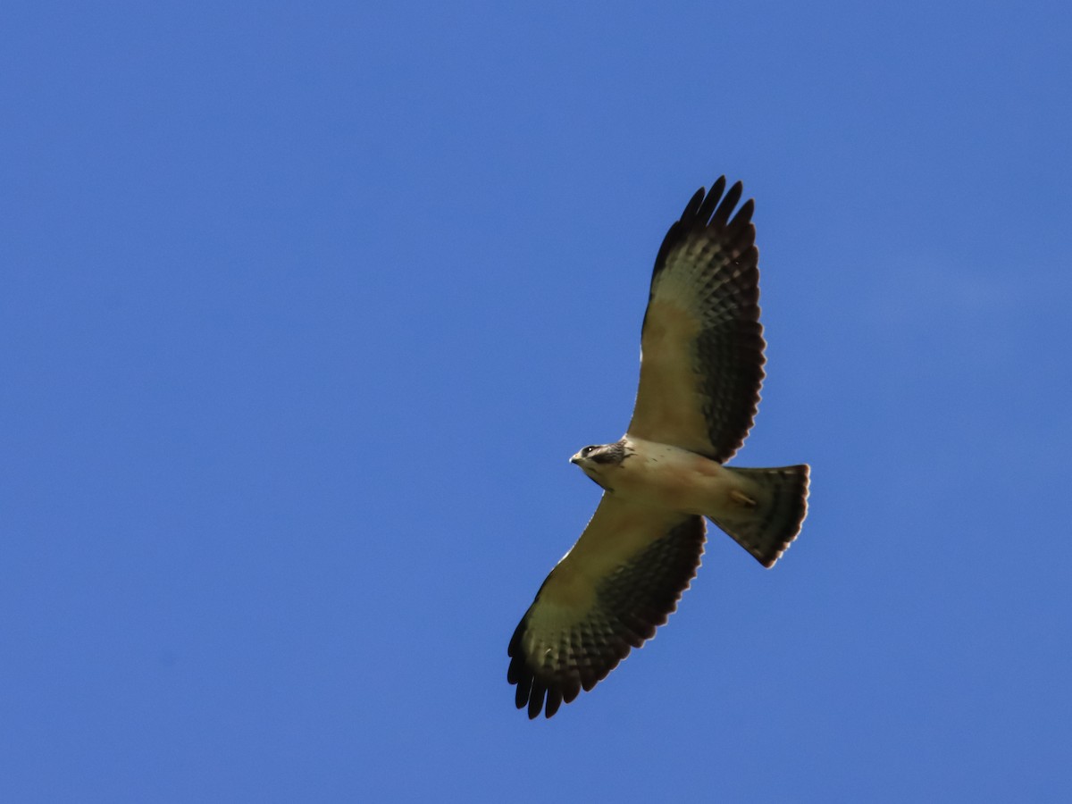 Short-tailed Hawk - OMAR JAVIER LÓPEZ GÓMEZ