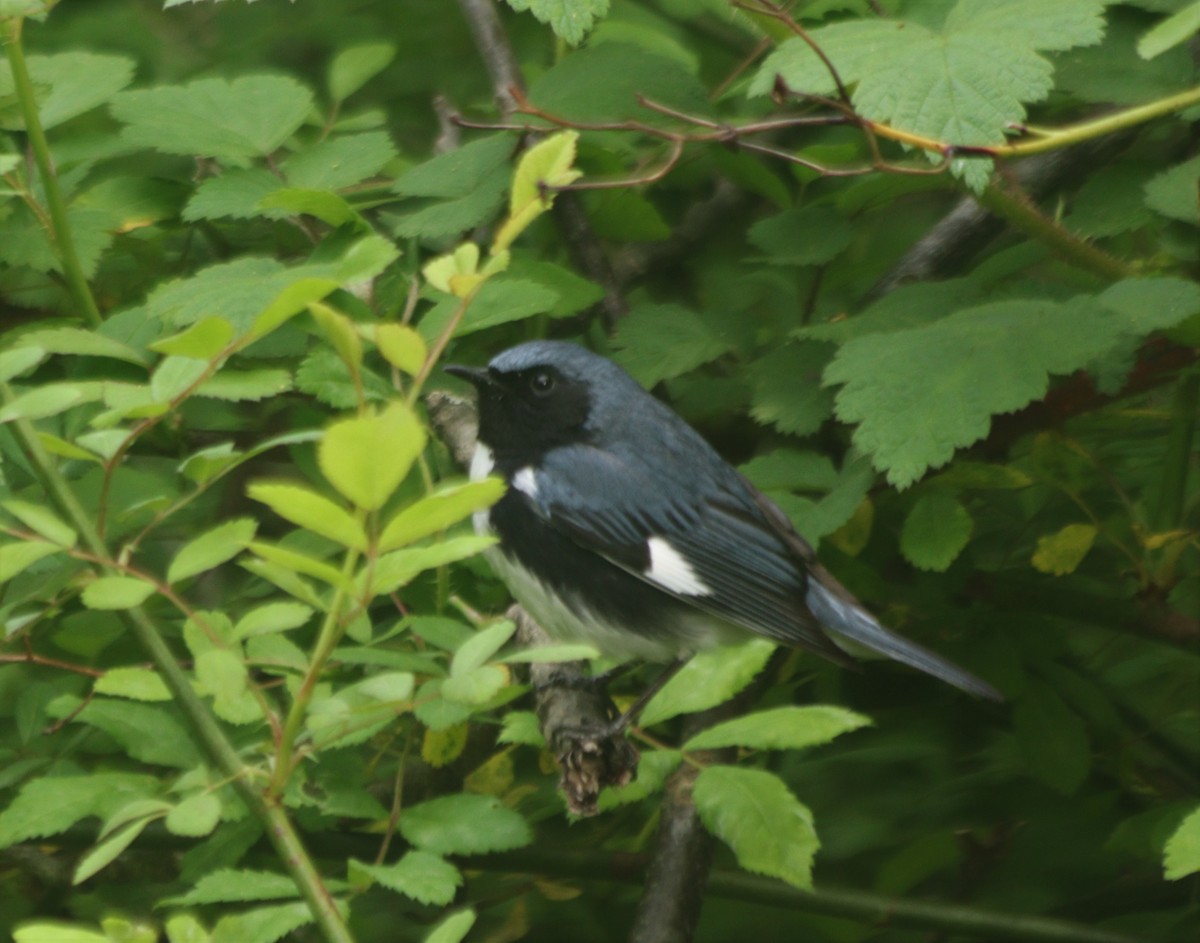 Black-throated Blue Warbler - ML335126221
